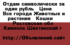 Отдам символически за один рубль › Цена ­ 1 - Все города Животные и растения » Кошки   . Ростовская обл.,Каменск-Шахтинский г.